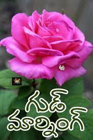 Check spelling or type a new query. Pin By Krishna Creations On Telugu Good Morning Wishes Images Good Morning Wishes Wishes Images Morning Wish