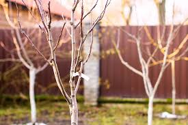 And most trees are forgiving of imperfect soil conditions. Yes You Can Grow Fruit Trees In Colorado Colorado Country Life Magazine