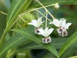 Maybe you would like to learn more about one of these? Gomphocarpus Physocarpus Giant Swan Plant Milkweed