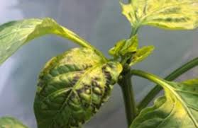 Image result for Alfalfa mosaic virus