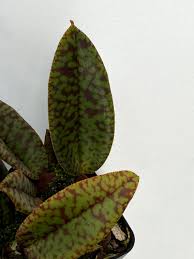 Image result for Mimulopsis excellens