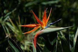 Jul 27, 2021 · the green birdflower plant, also known as crotalaria cunninghamii, is a beautiful shrub that produces green flowers that look like hummingbirds. Strelitzia Reginae Wikipedia
