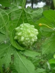 Image result for Momordica repens