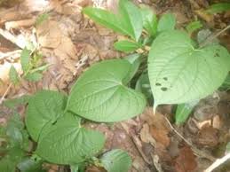 Image result for Dioscoreaceae