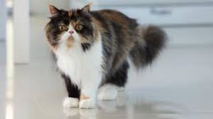 It's a fact, your cat is bound to shed, but excessive hair loss is a problem! How To Grow My Cat S Hair Favcats Com