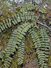Image result for Asplenium reekmansii
