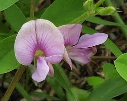 Image result for Tephrosia dasyphylla