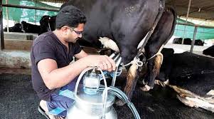 They are major proponents of the healthy. Unnecessary Controversy Decoding The Truth And Myths About A1 And A2 Milk Types India News The Indian Express
