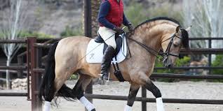 Spectacular buckskin andalusian stallion with an incredible origins, from the prestigious urquijo exclusive buckskin colt, with great breed. Buckskin Andalusian Stallion Gador Dm Pre Horse