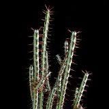 Image result for Euphorbia baylissii