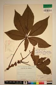 Image result for Ricinodendron