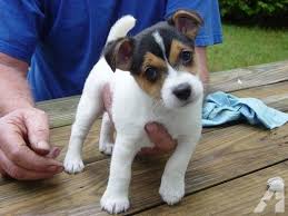 No puppies available at this time. Bella Jack Russell Puppy Female For Sale In Finley Missouri Classified Jack Russell Terrier Puppies Jack Russell Terrier Jack Russell Puppies