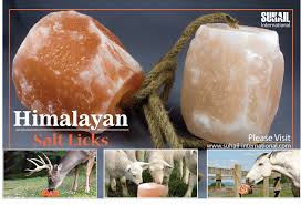 Do you use himalayan pink salt? Animal Salt Lick Is Made Out Of Pink Himalayan Crystal Salt Salt Lick Himalayan Pink Salt Himalayan Salt Crystals