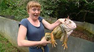 Leguane sehen aus wie kleine drachen. Paula Und Die Wilden Tiere Warum Nickt Der Leguan Anna Paula Pia Und Die Wilden Tiere Wilde Natur Schauen Br Kinder Eure Startseite