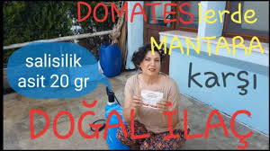 Domatesler Ve Bitkilere Besleyici Koruyucu Dogal Yapim Ilaclar Sebzelere Koruyucu Mantar Ilaci Youtube 2020 Dogal Yapi Bitki Dogal