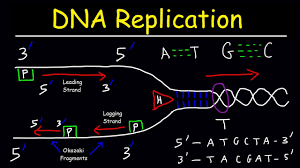 Dna Replication Leading Strand Vs Lagging Strand Okazaki Fragments Youtube