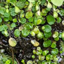 Image result for Utricularia striatula