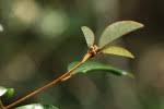 Image result for Croton pseudopulchellus