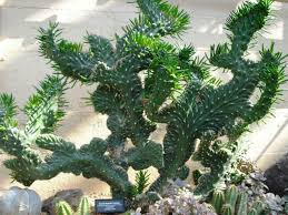 Image result for Austrocylindropuntia