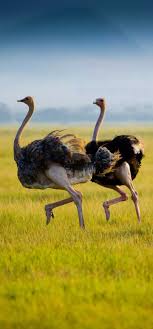 pin auf magnificent birds