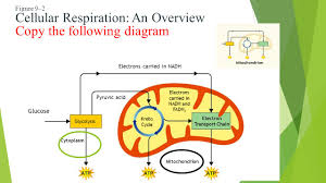 Cell respiration is the process of creating atp. Unit 5 Photosynthesis And Cellular Respiration Ppt Download
