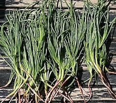 Image result for Salsola