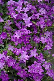 Netps Error Handler Message Campanula Campanula Flowers Campanula Portenschlagiana