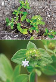 Image result for Richardia scabra