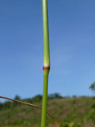 Image result for Eragrostis pilosa