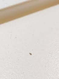 Skin And Body Of Small Bugs On Window Sills (Floor, Windows, Furniture) -  House -Remodeling, Decorating, Construction, Energy Use, Kitchen, Bathroom,  Bedroom, Building, Rooms - City-Data Forum