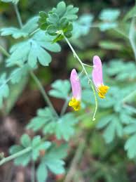 Image result for Rubus chapmanianus