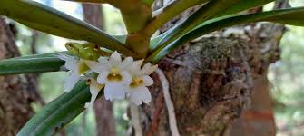 Image result for Calyptrochilum