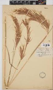 Image result for Hyparrhenia mobukensis