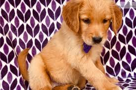 Along with their desire for play, they are loveable, polite, and easily trained due to their high intelligence. Golden Retriever Puppies For Sale 200 Maralal Kenya Cute Doggies And Puppies Free Images
