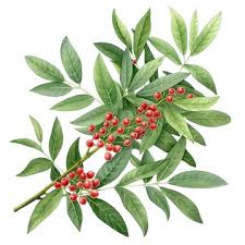 Image result for Schinus