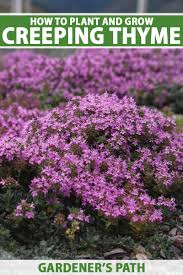 It grows flat and covers a lot of area quickly. How To Grow Creeping Thyme Thymus Praecox Gardener S Path