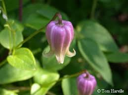 Wide (2.5 cm), with cream petal tips. Clematis Viorna Leather Flower Plant Gallery Nc Native Plant Society