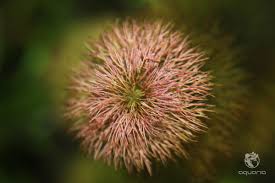 Image result for Limnophila crassifolia