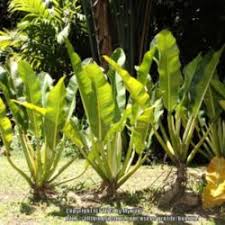 Shade plants cool plants philodendron plant garden plants florida plants leafy plants plants i really like the leaf shape of this variegated form of anthurium brownii. Plant Id Forum A Cultivar Or Hybride Of Philodendron Crassinervium Garden Org