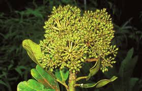 Image result for Astropanax myrianthus