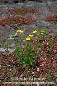 Image result for Senecio madagascariensis