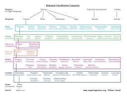 Classification Of Living Things Chart Classification How