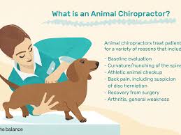 This involves passing four exams from the national do you want to become a chiropractor? Animal Chiropractor Job Description Salary Skills More