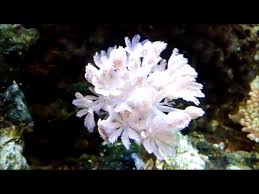 Azul Fish Peixes Com Historia Xenia Pom Pom Facebook