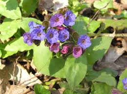 Image result for Pulmonaria Silverado