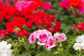 Image result for foto muškáty