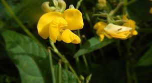 Image result for Vigna umbellata