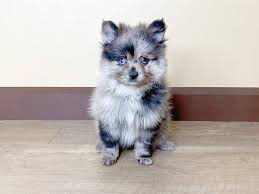 Don't miss what's happening in your pomeranian · idabel, ok. Merle Pomeranian Online Shopping