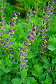 Image result for Indigofera fulvopilosa