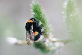 I am the owner/president of advanced termite and pest control in charleston, sc. Bed Bugs Exclusive Pest Control